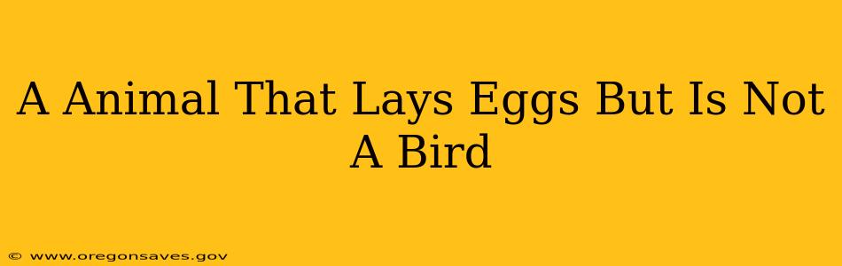 A Animal That Lays Eggs But Is Not A Bird