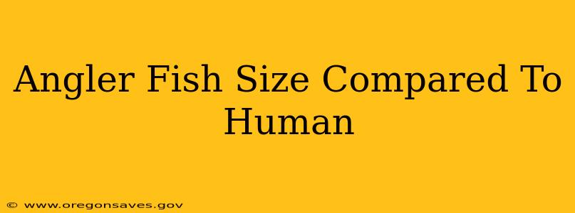 Angler Fish Size Compared To Human