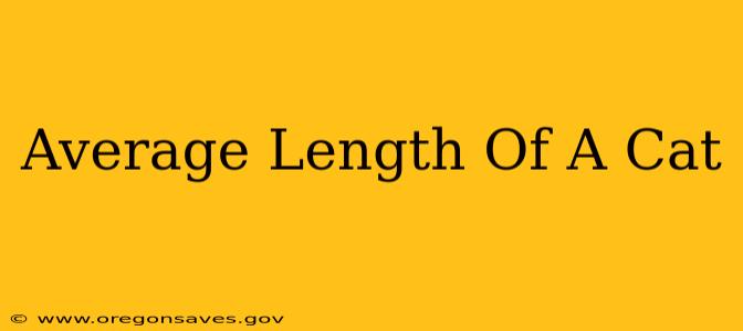 Average Length Of A Cat