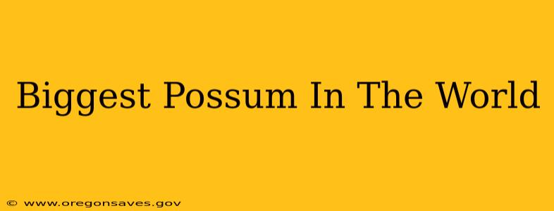 Biggest Possum In The World