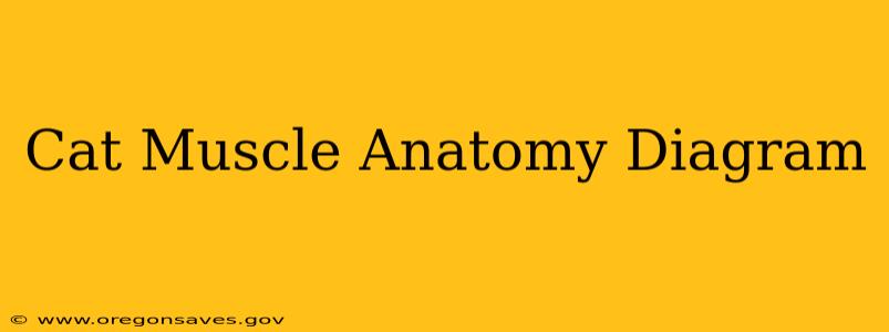 Cat Muscle Anatomy Diagram
