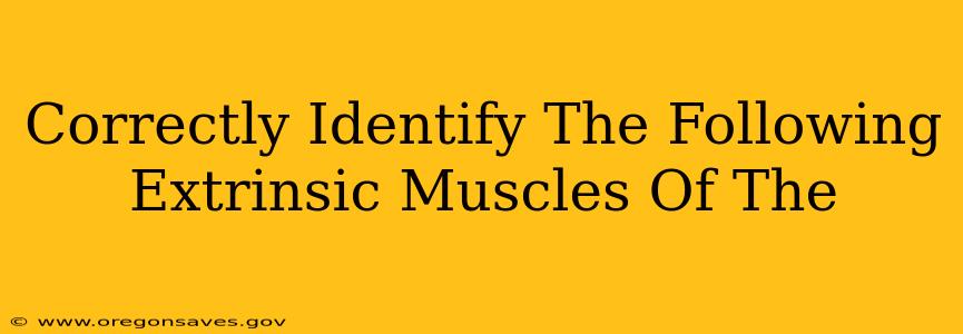 Correctly Identify The Following Extrinsic Muscles Of The