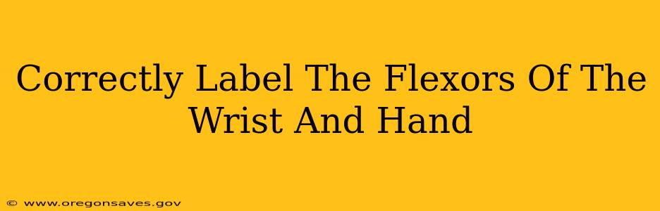 Correctly Label The Flexors Of The Wrist And Hand