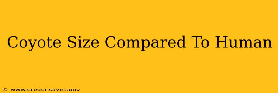 Coyote Size Compared To Human