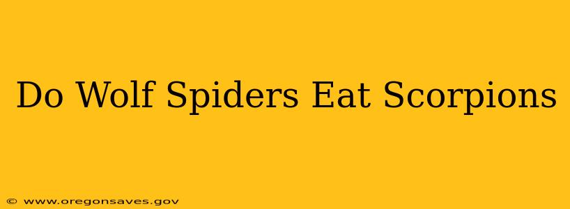 Do Wolf Spiders Eat Scorpions