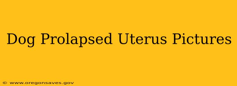Dog Prolapsed Uterus Pictures