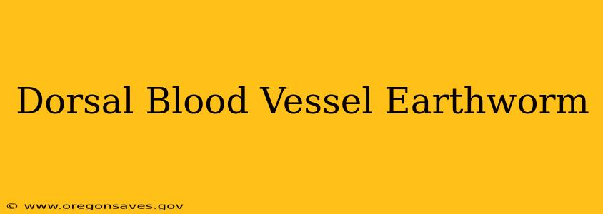 Dorsal Blood Vessel Earthworm