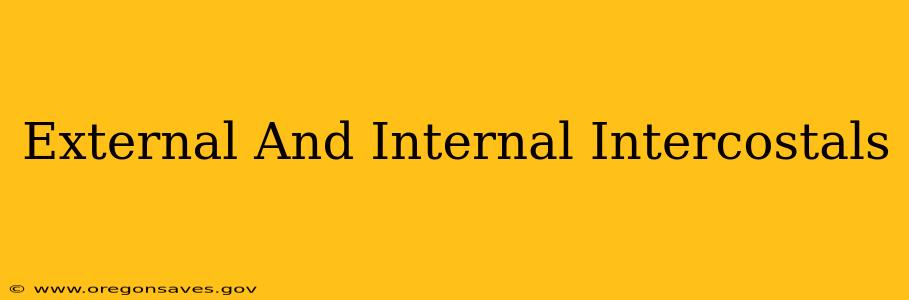 External And Internal Intercostals