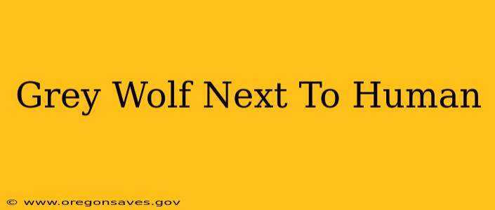 Grey Wolf Next To Human