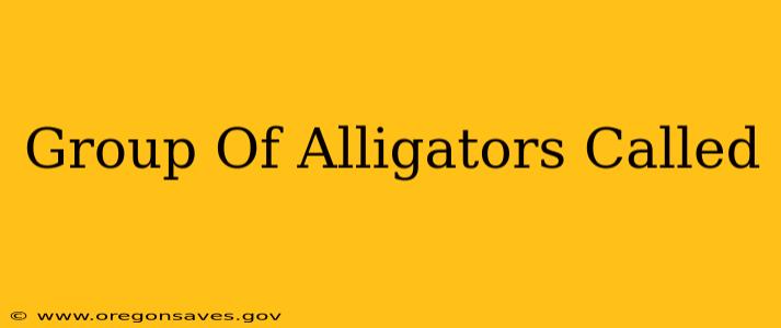 Group Of Alligators Called