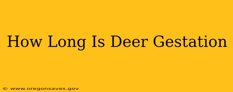 How Long Is Deer Gestation