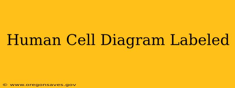 Human Cell Diagram Labeled