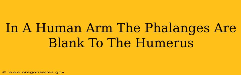 In A Human Arm The Phalanges Are Blank To The Humerus