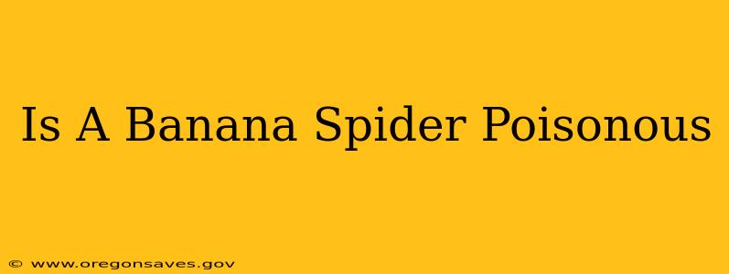 Is A Banana Spider Poisonous