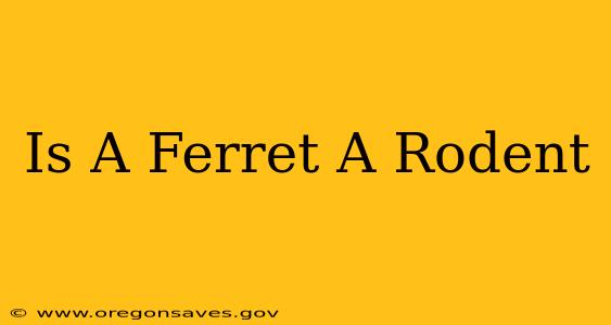 Is A Ferret A Rodent