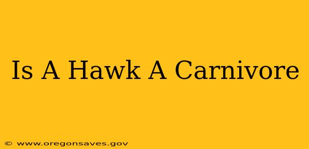 Is A Hawk A Carnivore