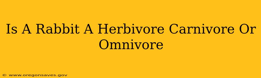 Is A Rabbit A Herbivore Carnivore Or Omnivore
