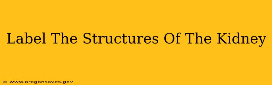 Label The Structures Of The Kidney