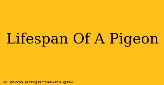 Lifespan Of A Pigeon