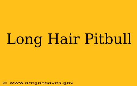 Long Hair Pitbull
