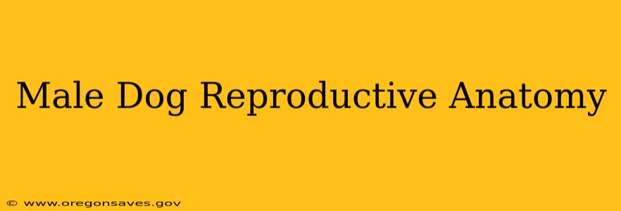 Male Dog Reproductive Anatomy