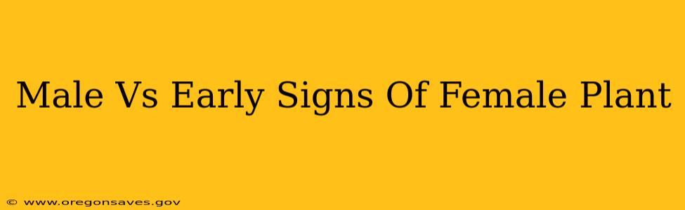 Male Vs Early Signs Of Female Plant