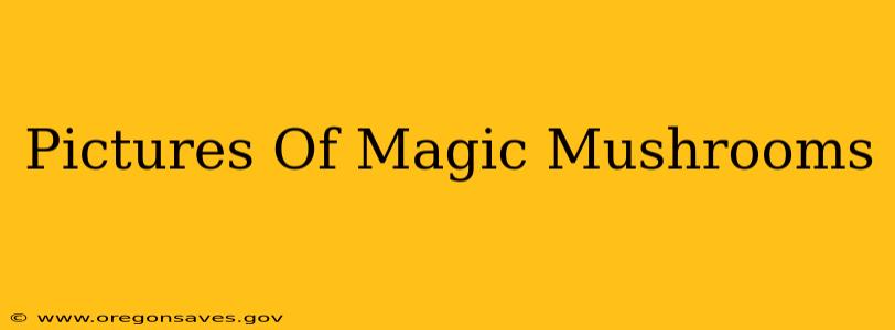 Pictures Of Magic Mushrooms