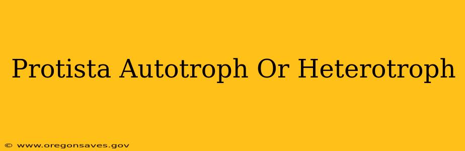 Protista Autotroph Or Heterotroph