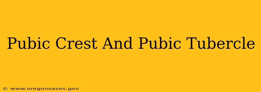 Pubic Crest And Pubic Tubercle
