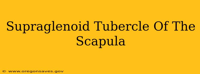 Supraglenoid Tubercle Of The Scapula