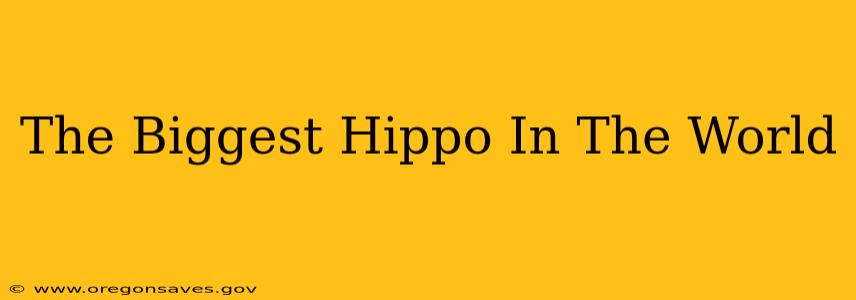 The Biggest Hippo In The World