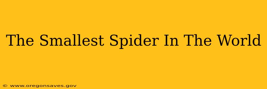 The Smallest Spider In The World