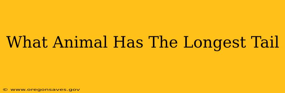 What Animal Has The Longest Tail