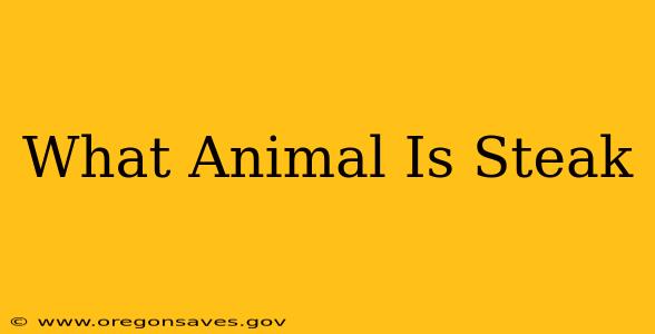 What Animal Is Steak