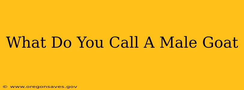 What Do You Call A Male Goat