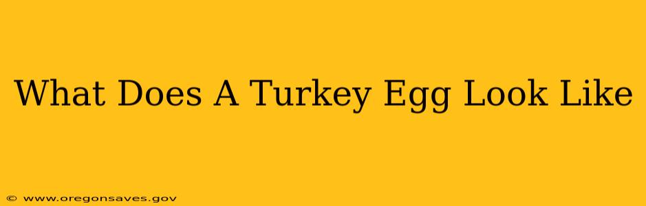 What Does A Turkey Egg Look Like