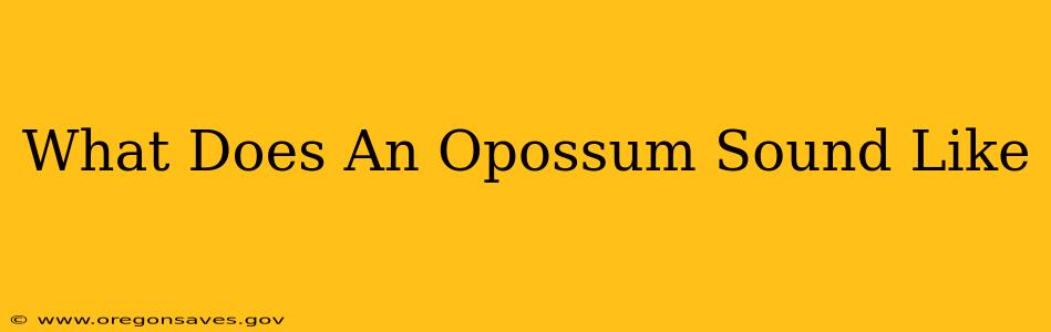 What Does An Opossum Sound Like