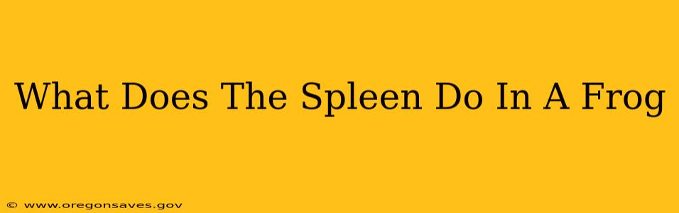 What Does The Spleen Do In A Frog