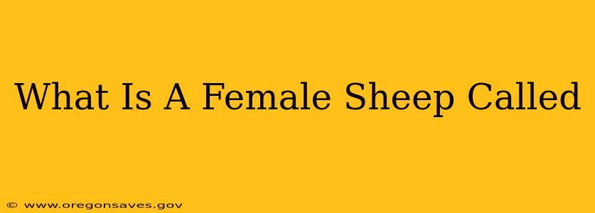 What Is A Female Sheep Called