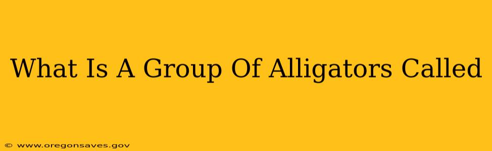 What Is A Group Of Alligators Called