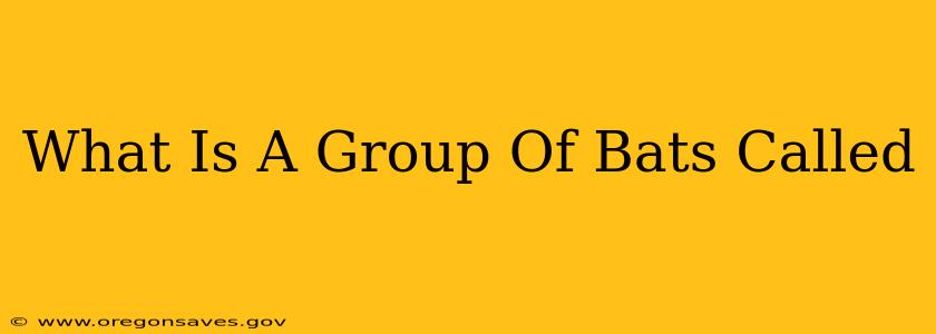 What Is A Group Of Bats Called