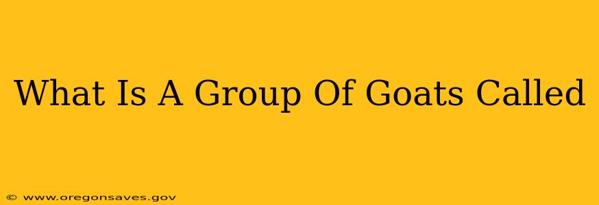 What Is A Group Of Goats Called
