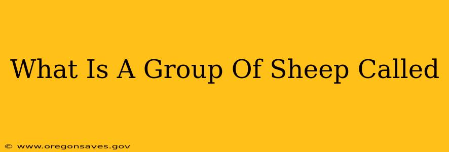 What Is A Group Of Sheep Called