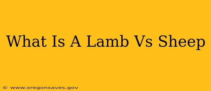 What Is A Lamb Vs Sheep
