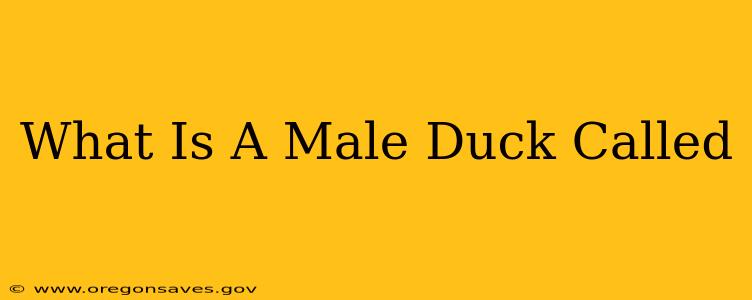 What Is A Male Duck Called