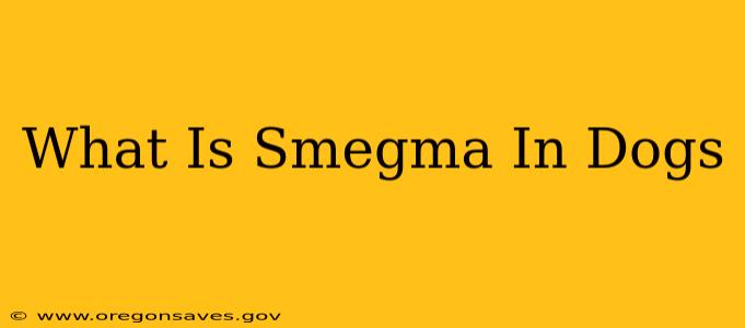 What Is Smegma In Dogs