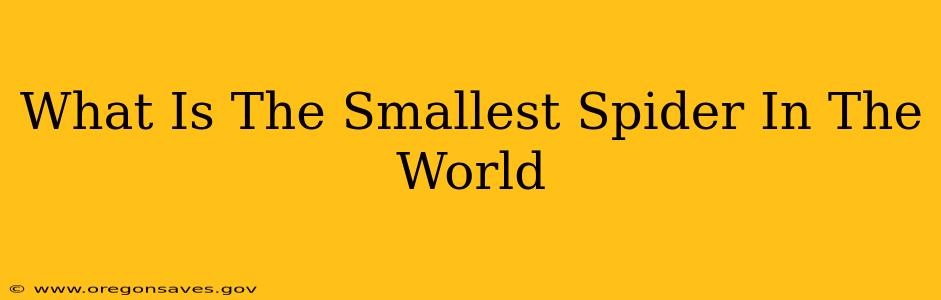What Is The Smallest Spider In The World