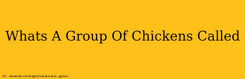 Whats A Group Of Chickens Called