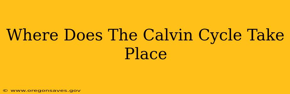 Where Does The Calvin Cycle Take Place