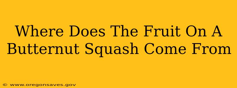 Where Does The Fruit On A Butternut Squash Come From